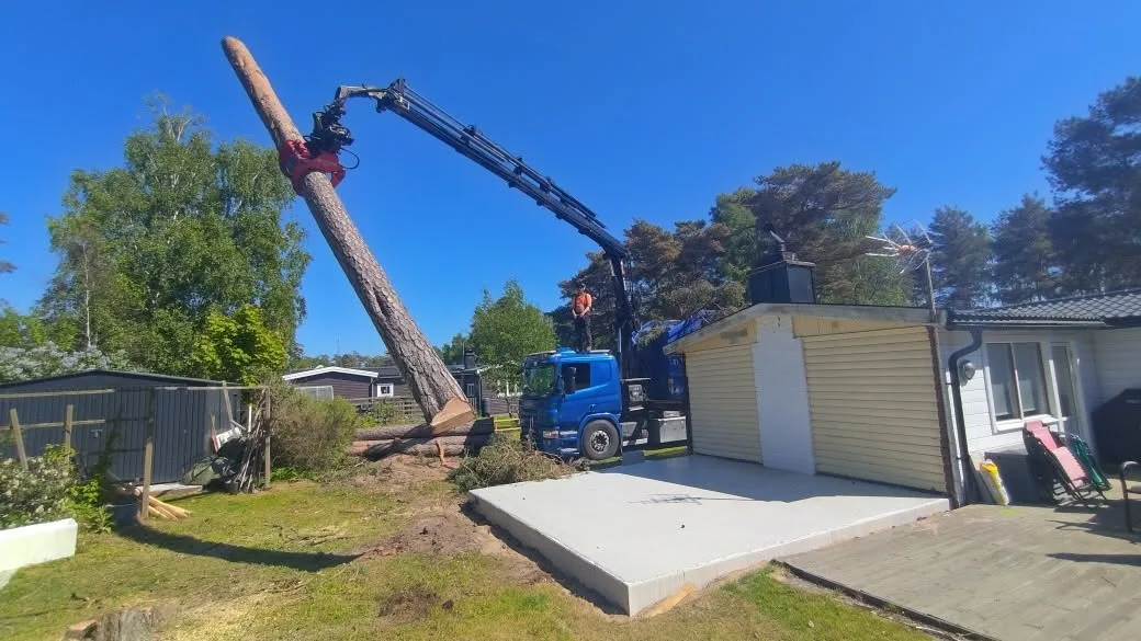 Trädfällning