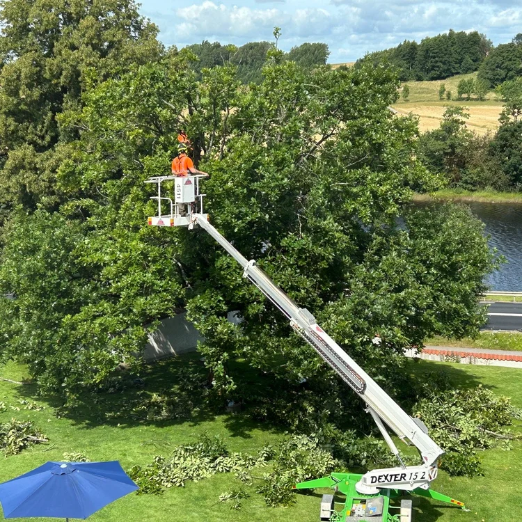 Grönyteskötsel & häckklippning